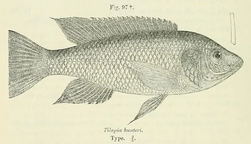 The Lake Chala tilapia card