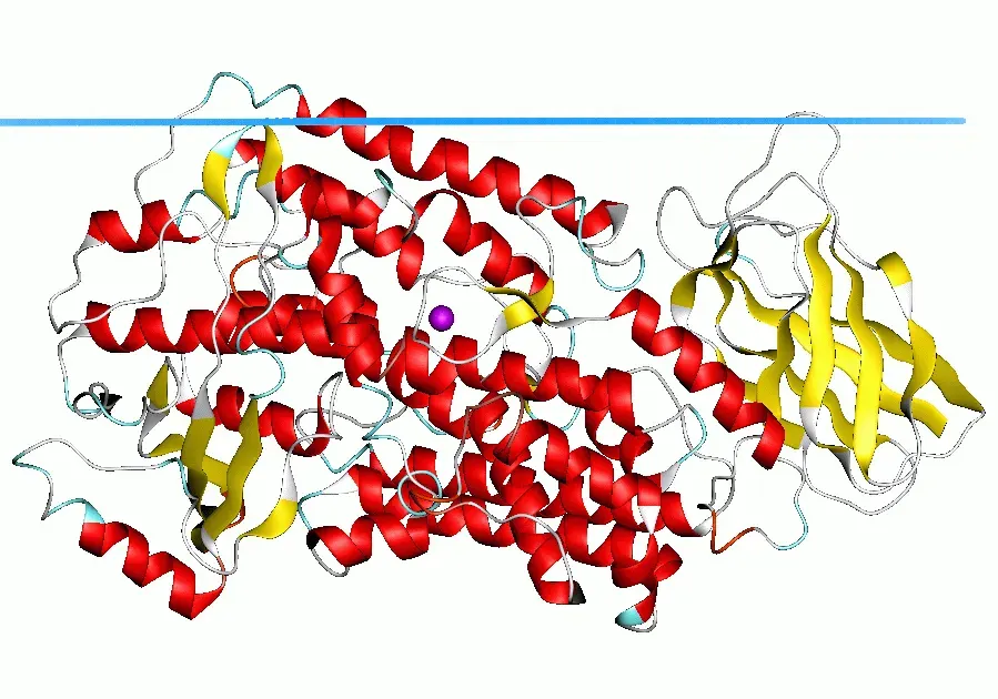 The Lipoxygenase card