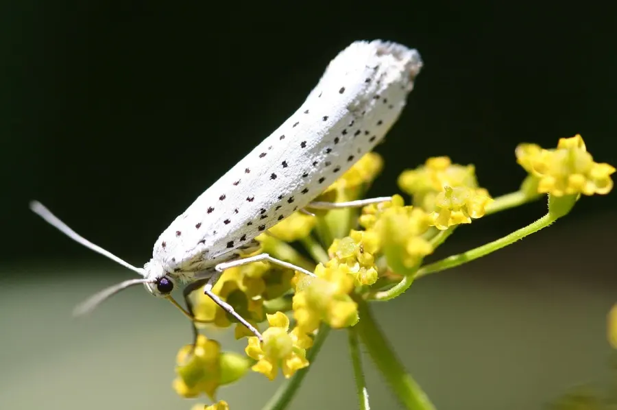The Bird-cherry ermine card