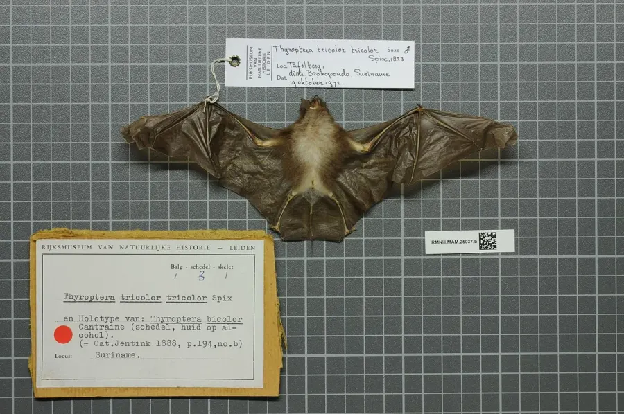 La carte Thyroptera tricolor