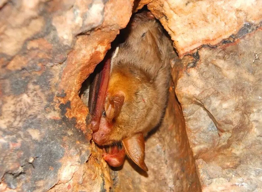 La carte Myotis punicus