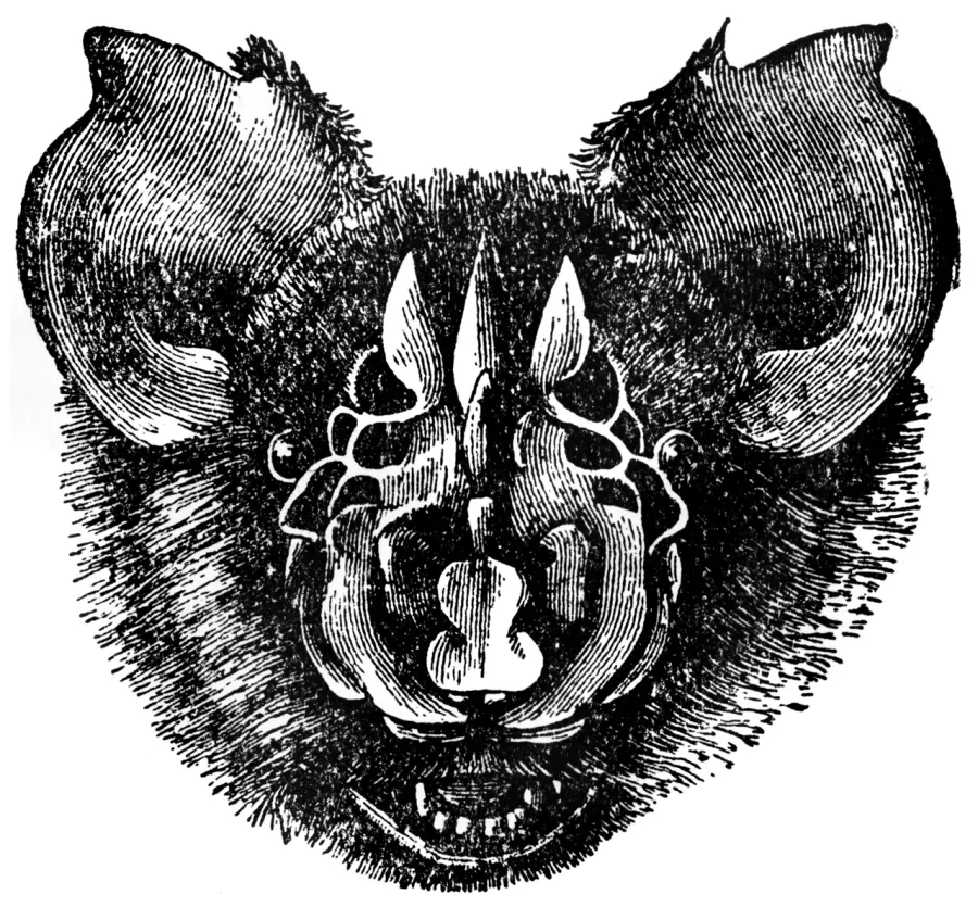 La carte Triaenops persicus