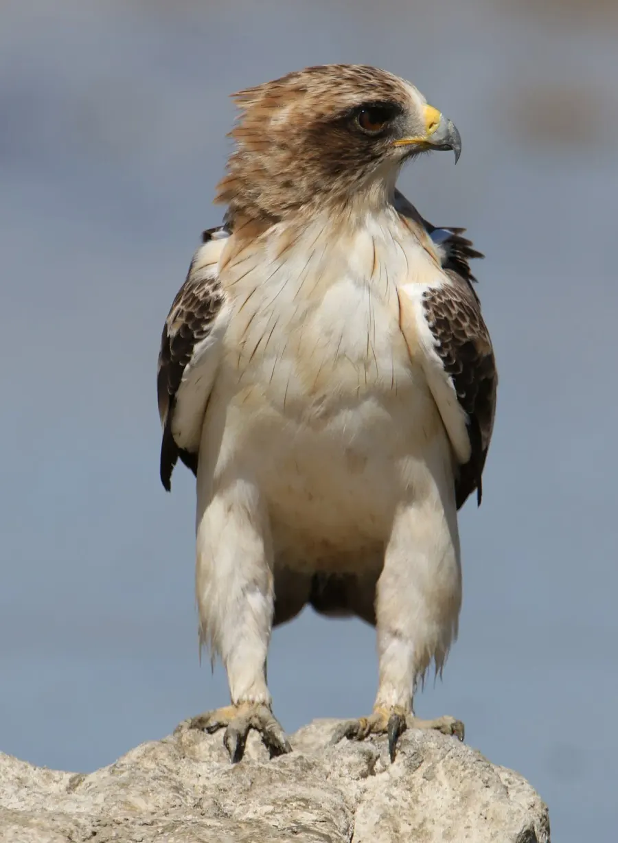 The Booted eagle card