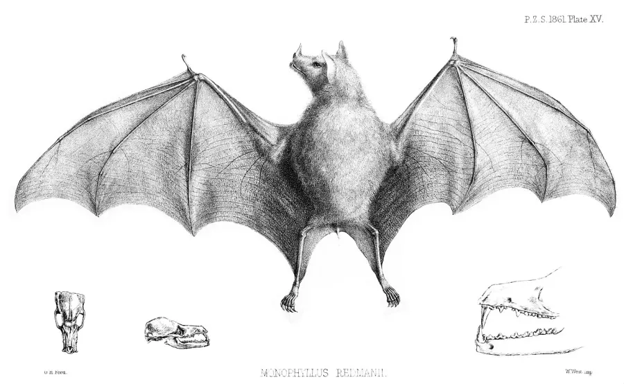 The Leach's single leaf bat card