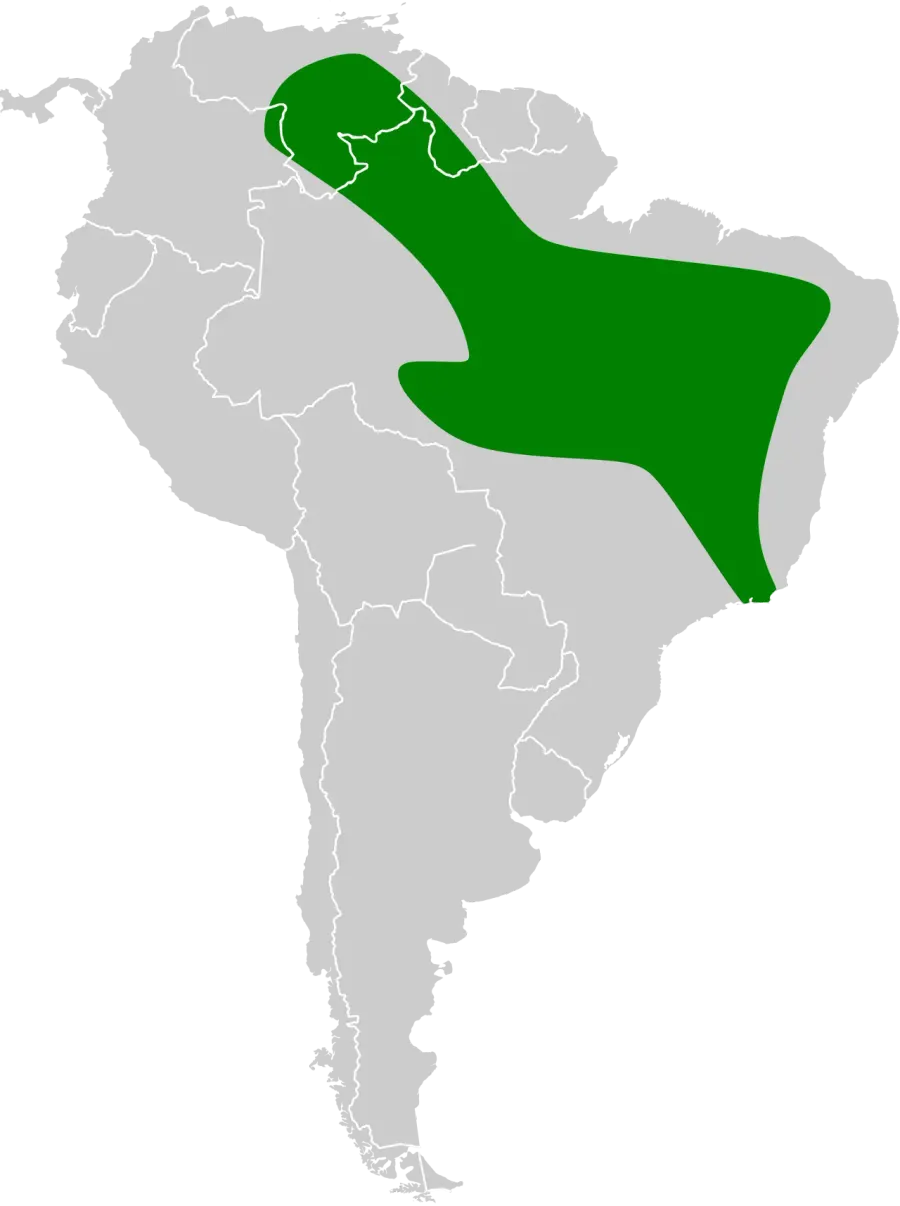 La carte Neoplatymops mattogrossensis