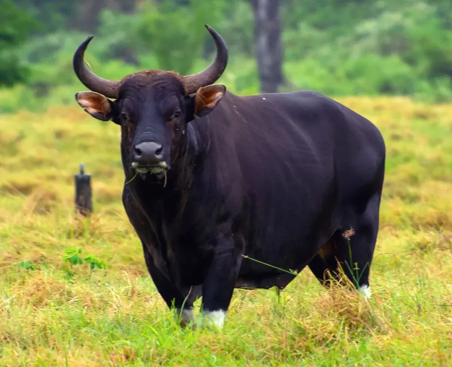 The Banteng card