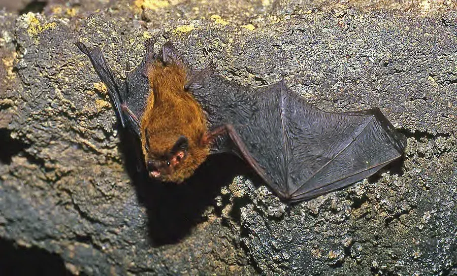 The Madeira pipistrelle card