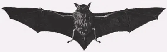 La carte Myotis chiloensis