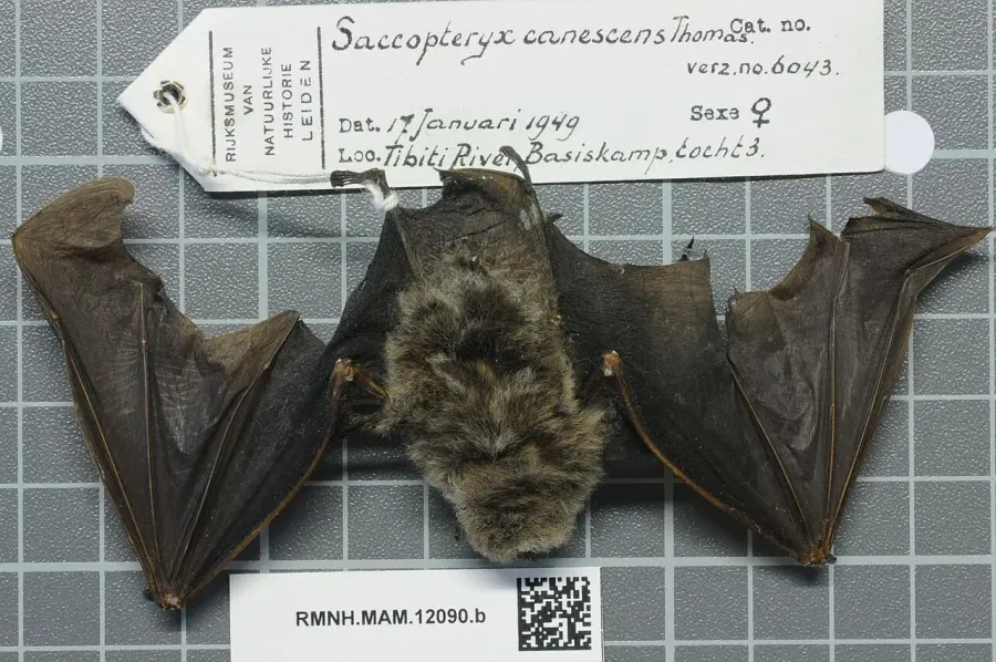 The Frosted sac-winged bat card