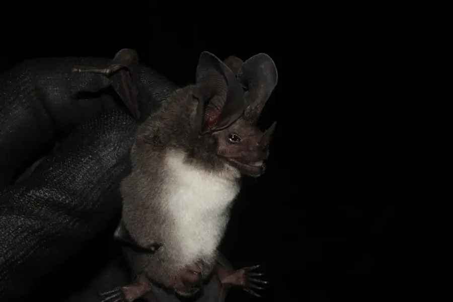 La carte Lophostoma carrikeri
