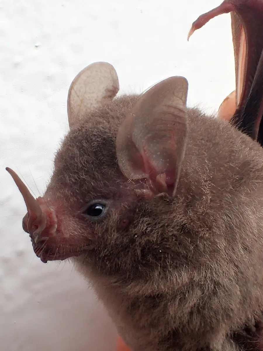 La carte Rhinophylla pumilio