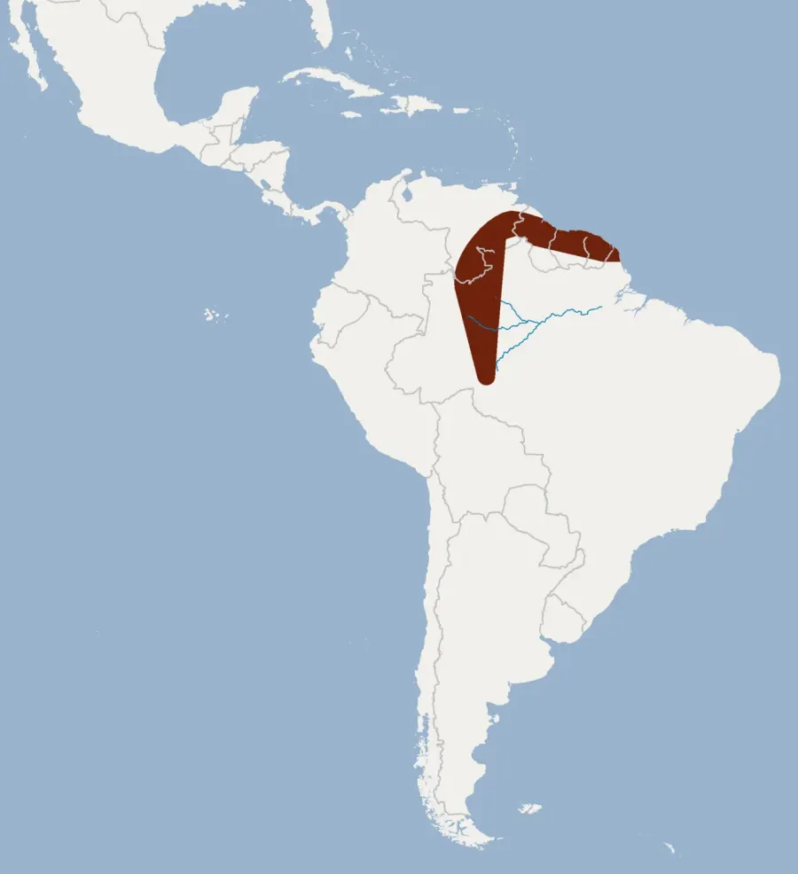 La carte Lonchorhina inusitata