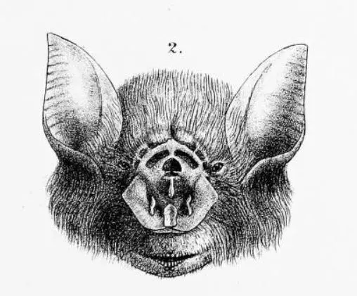 The Orange leaf-nosed bat card