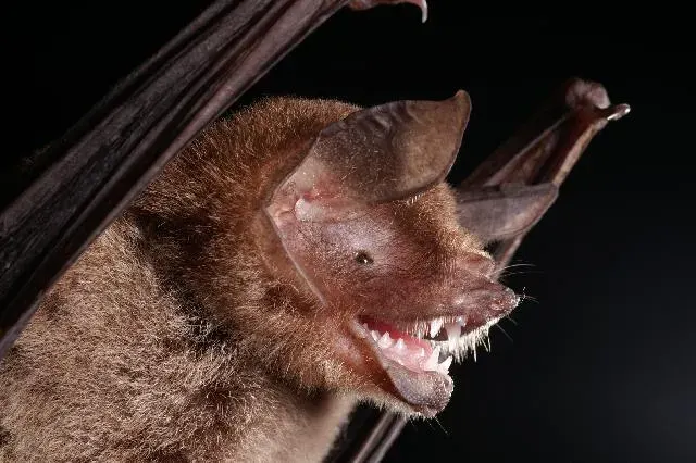 La carte Pteronotus parnellii