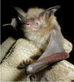 The Southwestern myotis card