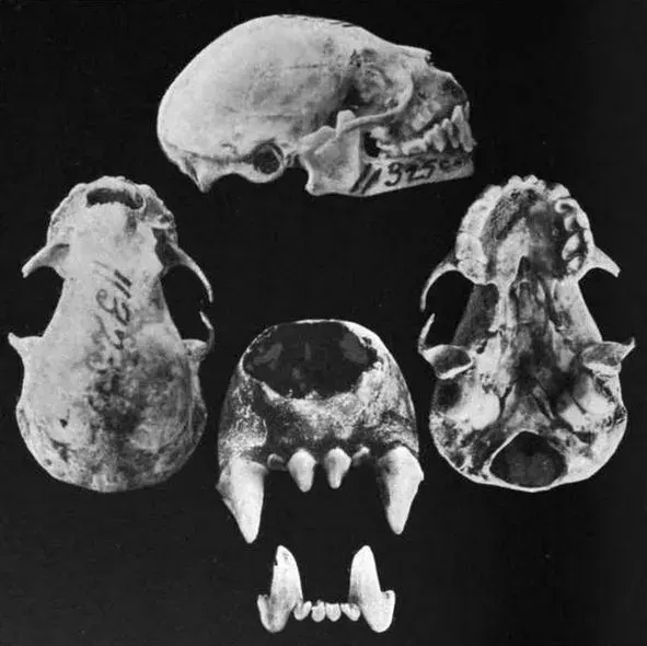 La carte Phyllops falcatus