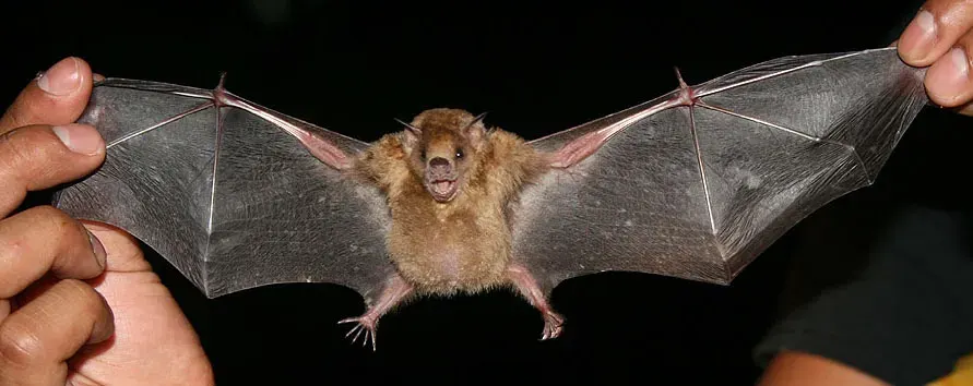 The Little yellow-shouldered bat card