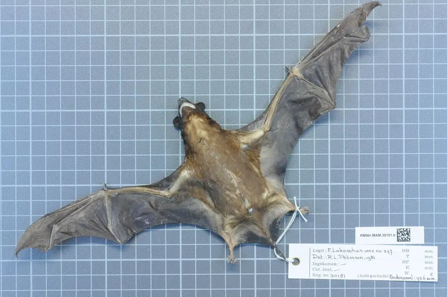 La carte Cynomops abrasus