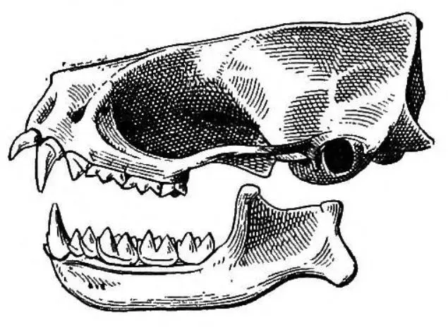 La carte Cynomops planirostris