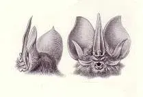 The Tomes's sword-nosed bat card