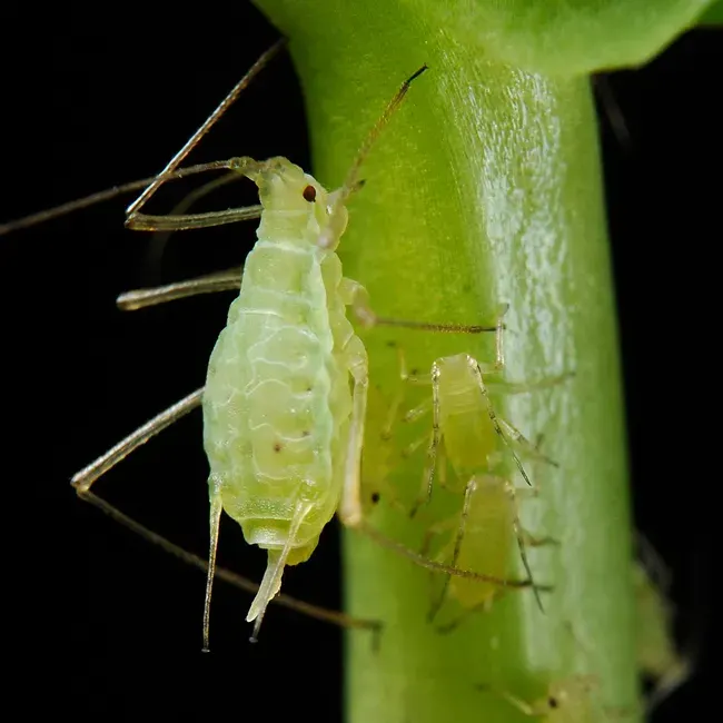 La carte Aphidoidea