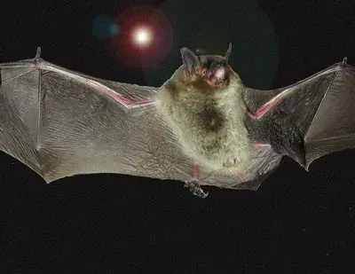 The Gray bat card