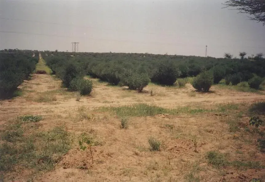 The Desertification card