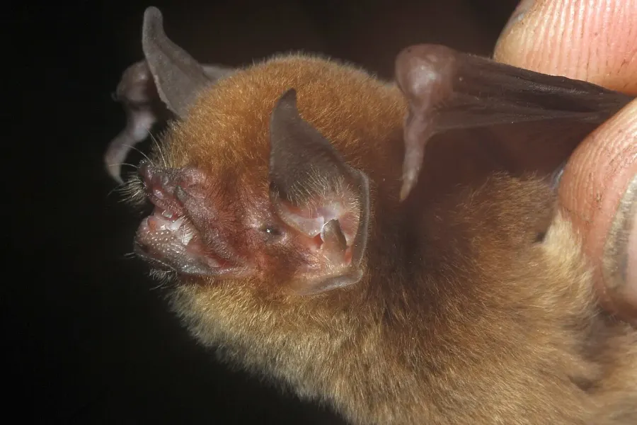 La carte Pteronotus davyi