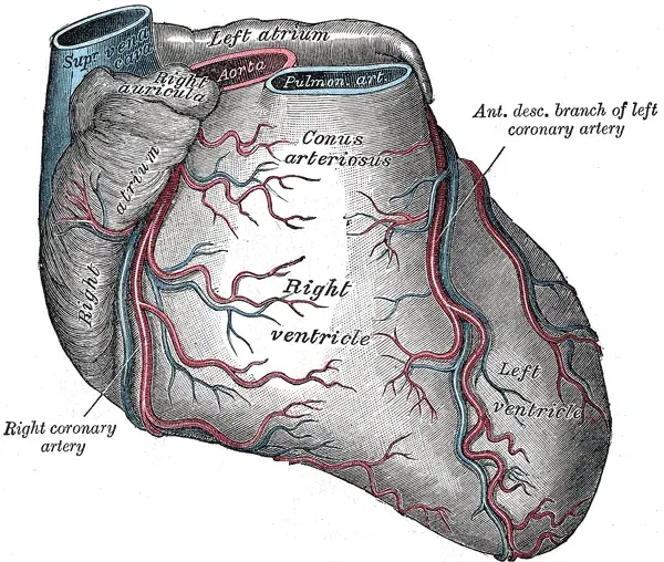 The Coronary arteries card