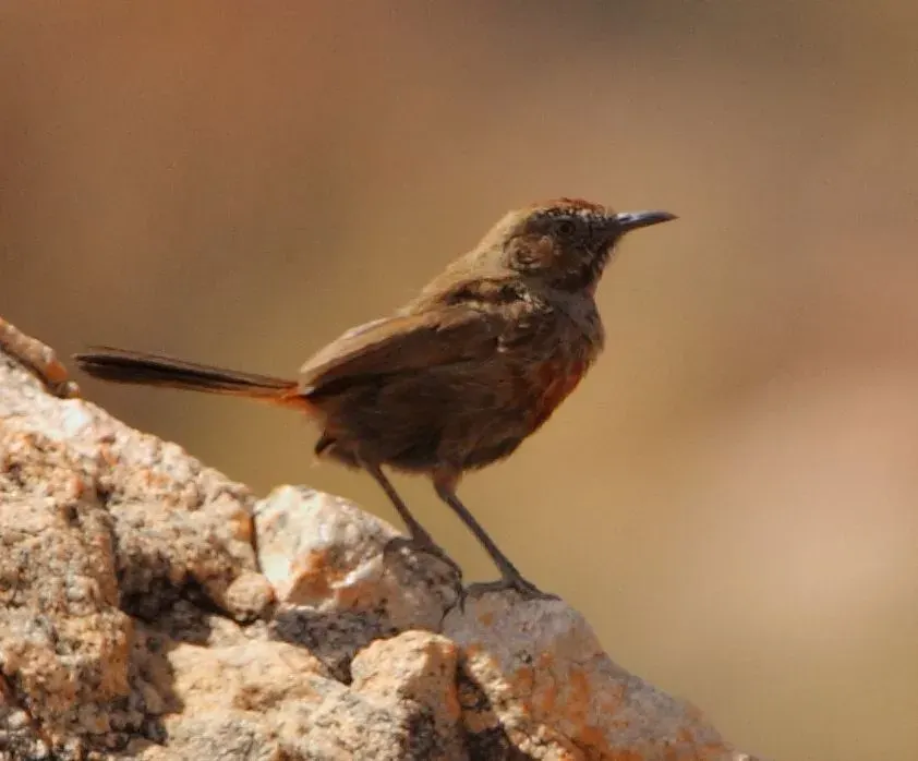 The Cinnamon-breasted warbler card