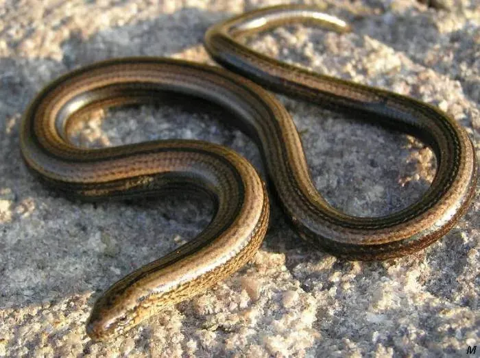 The Common slow worm card