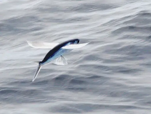 La carte Exocoetidae