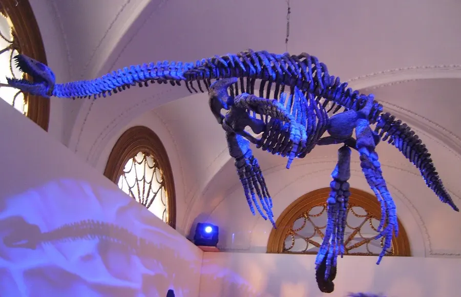 The Tuarangisaurus card