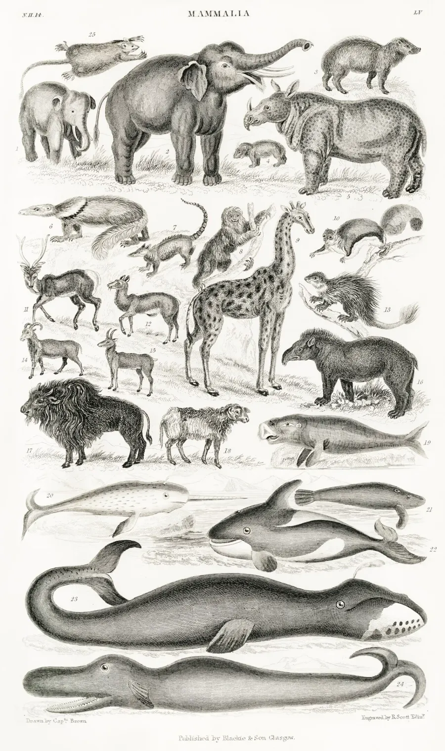 The Mammalogy card