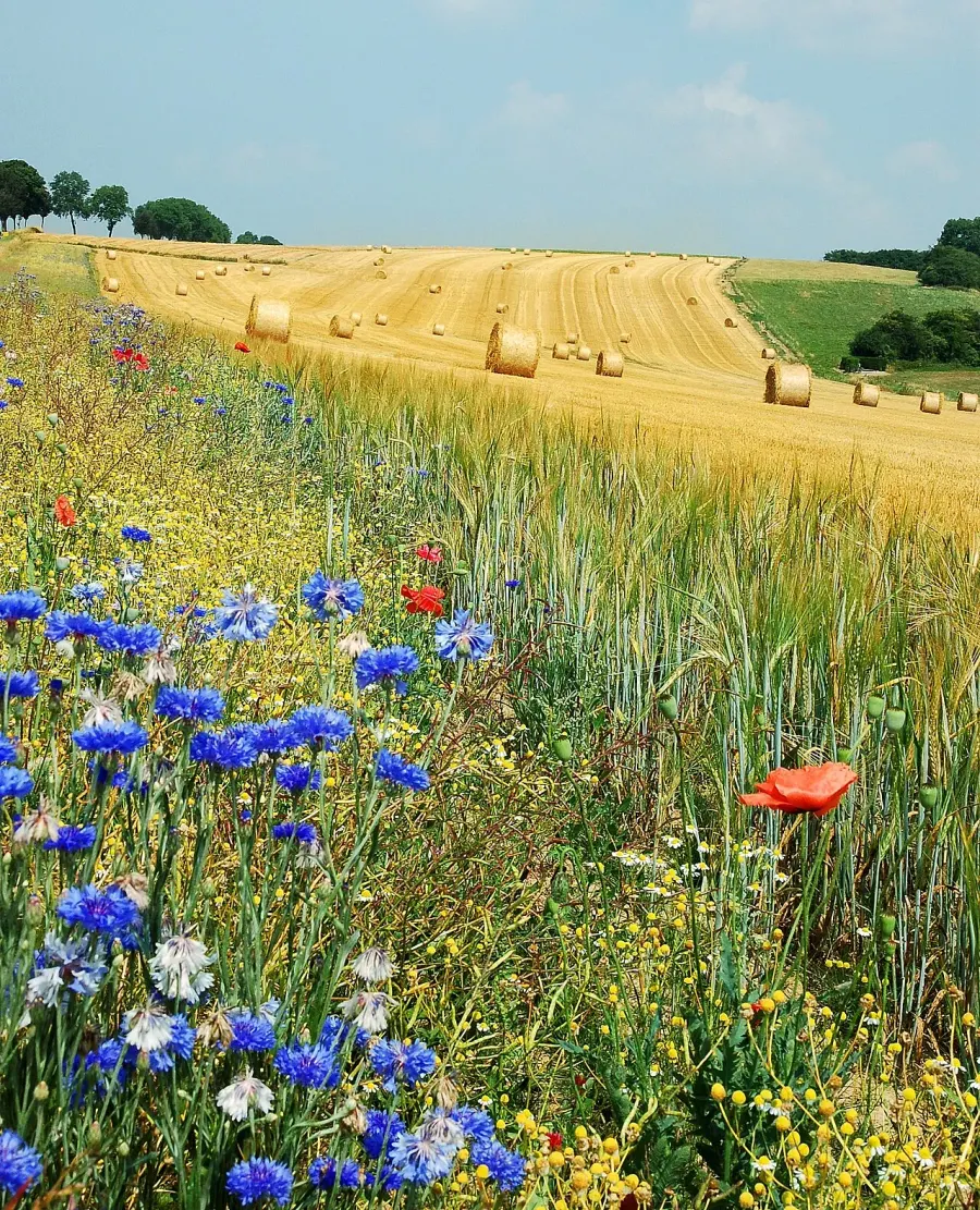 La carte Agriculture régénératrice