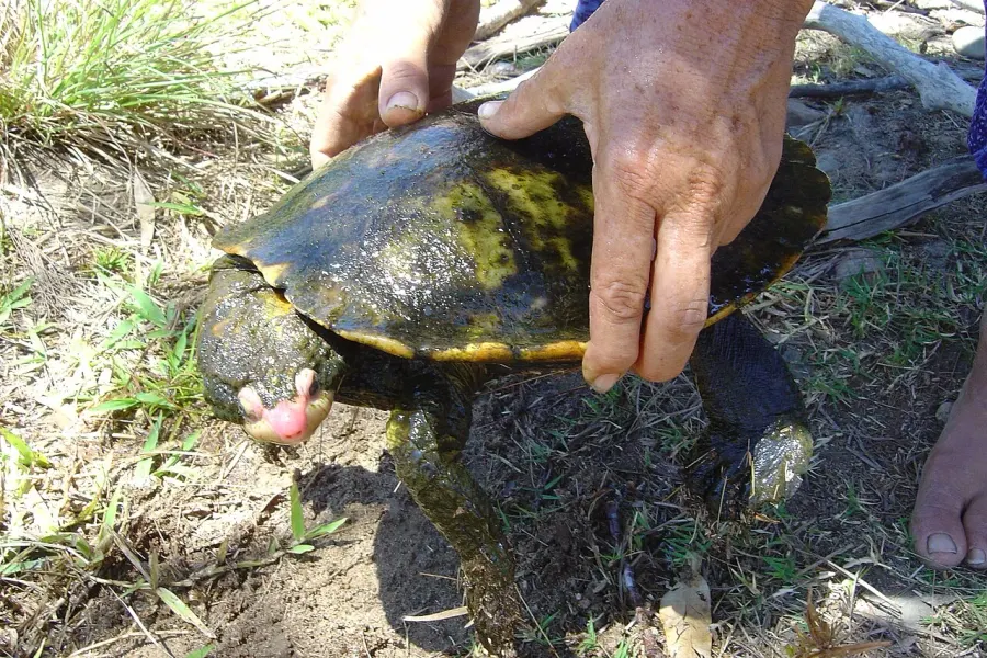 The Irwin's turtle card