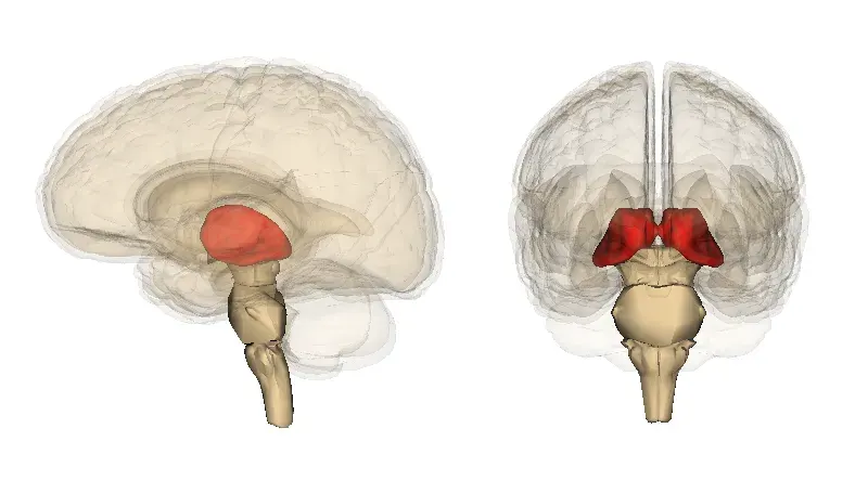 La carte Thalamus