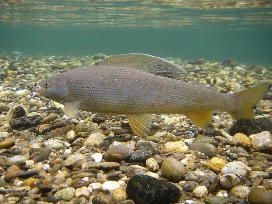 La carte Salmonidae