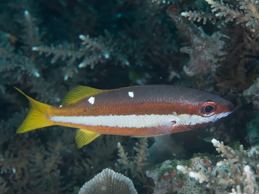 La carte Lutjanus biguttatus