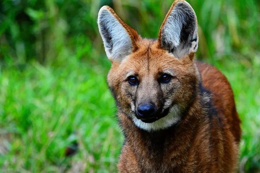 La carte Loup à crinière