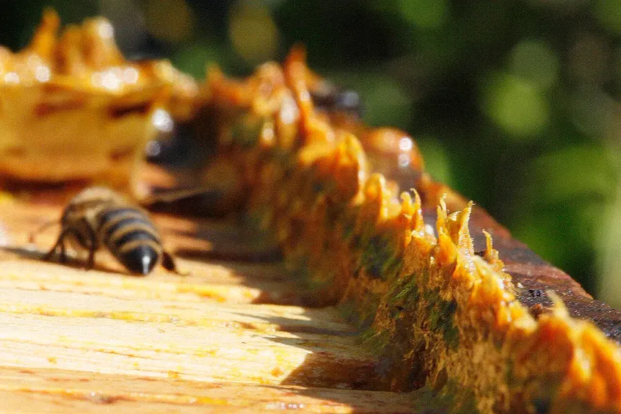 La carte Propolis