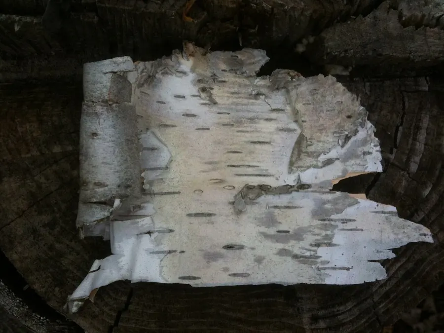 The Bark card