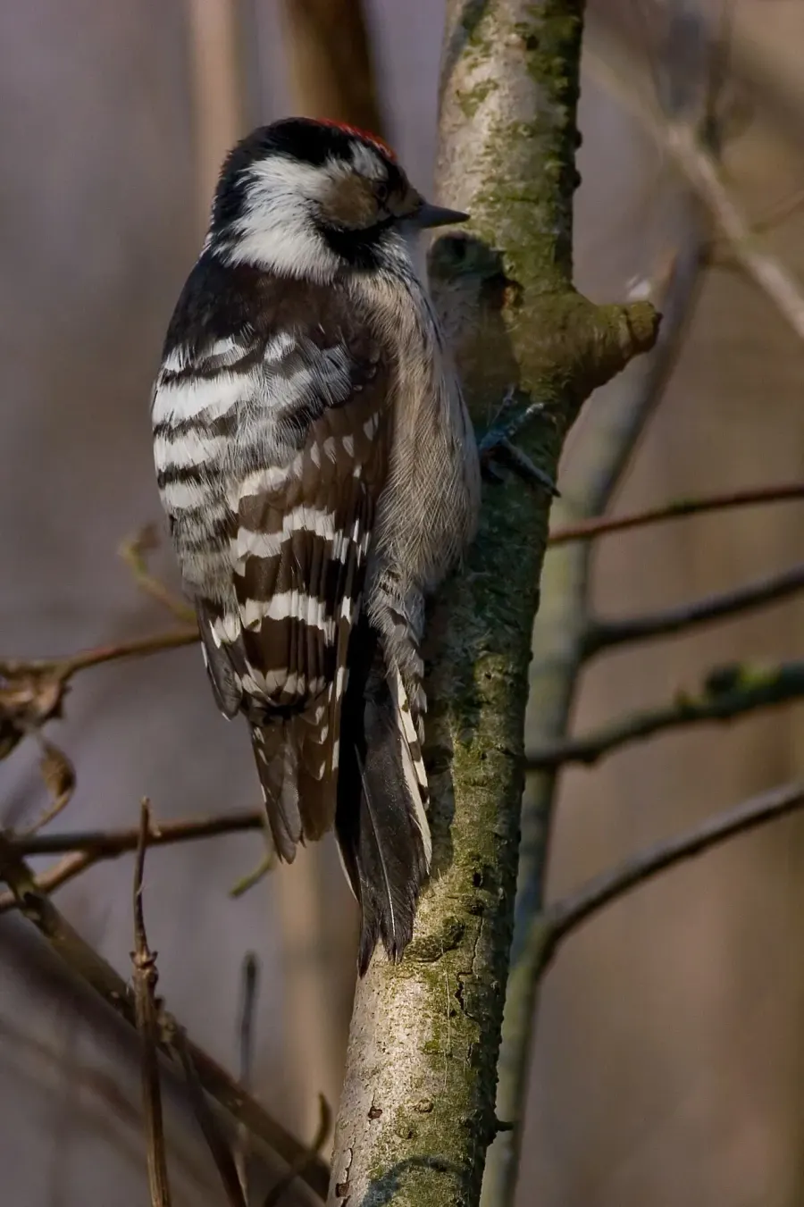 The Lesser spotted woodpecker card