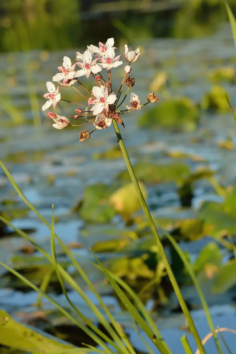La carte Butomus umbellatus