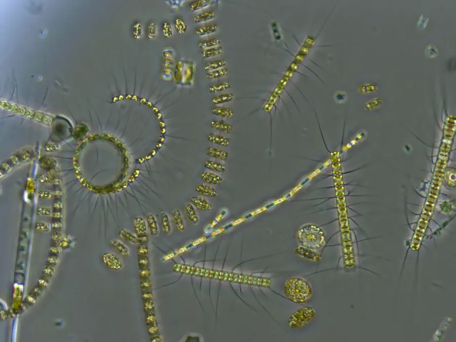 La carte Phytoplancton