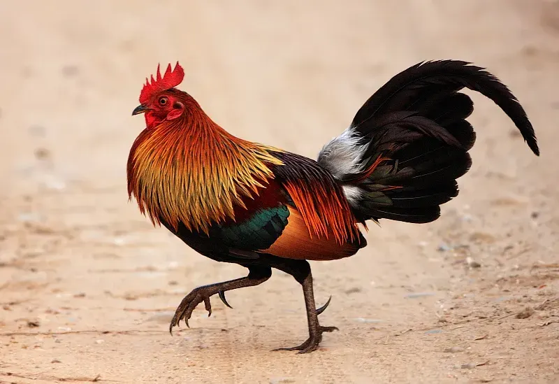 The Red junglefowl card