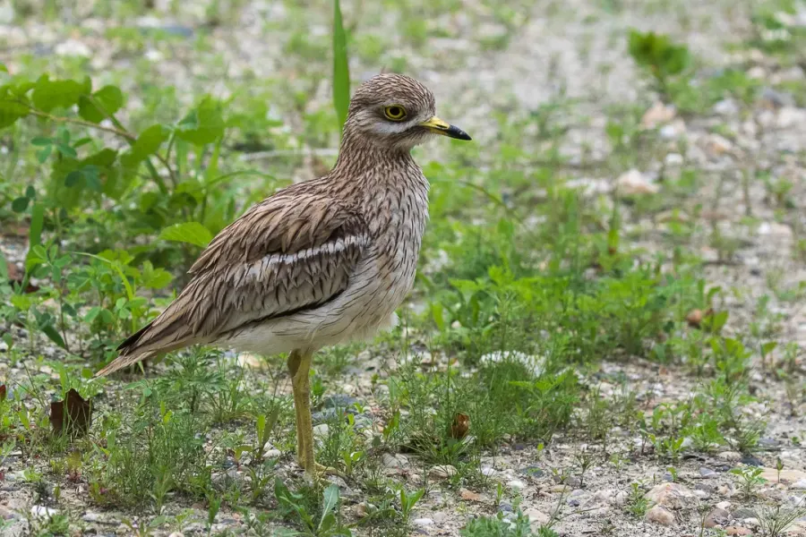 The Eurasian stone-curlew card