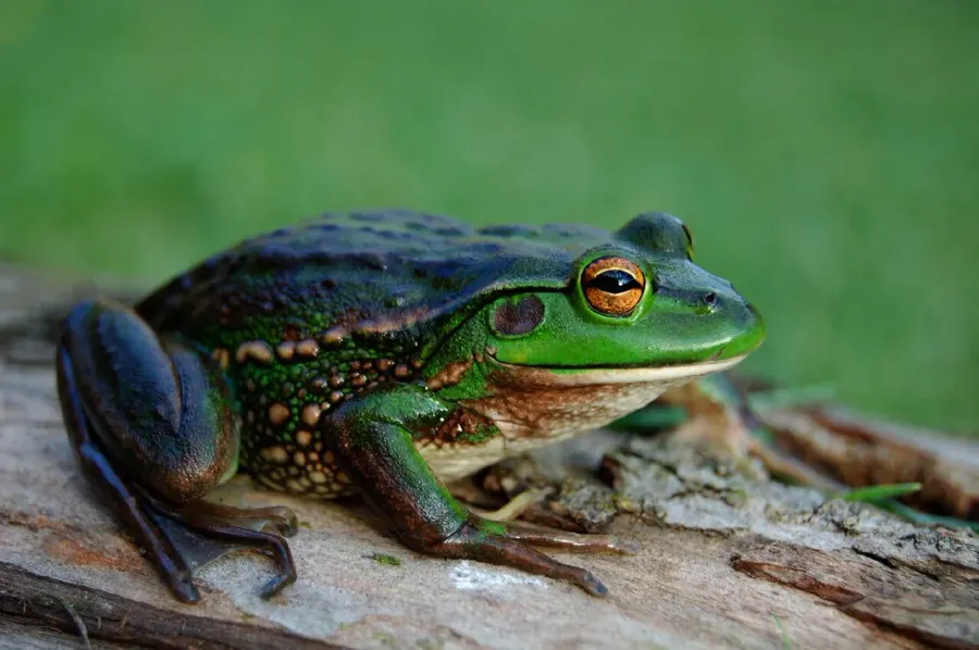 The Growling grass frog card