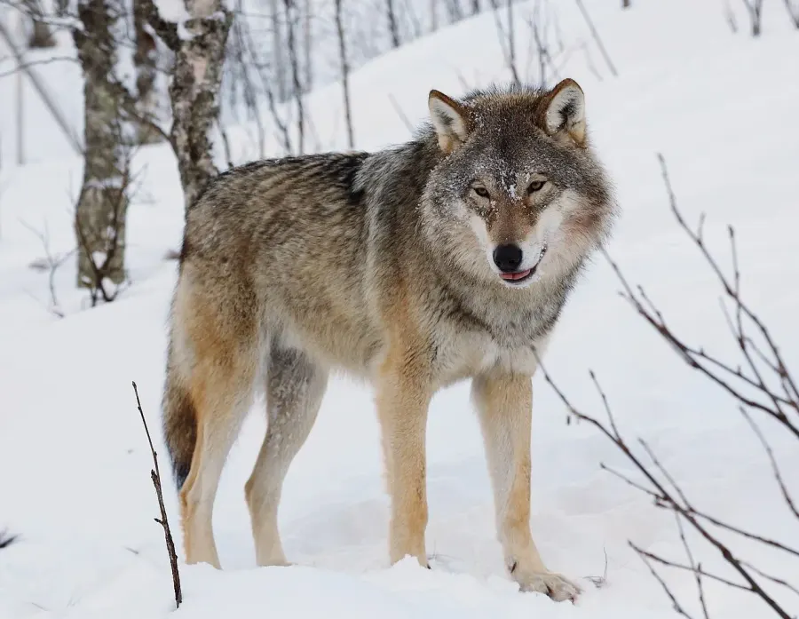 The Wolf card