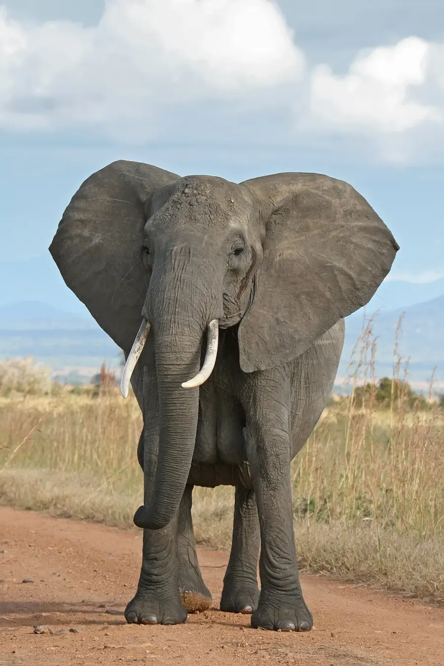 The African elephant card